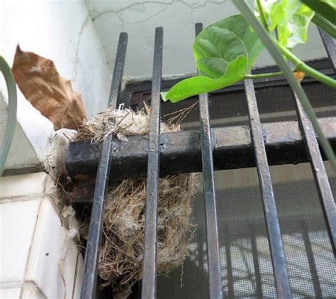 鳥築巢怎麼辦|【鳥在窗户築巢怎麼辦】巧解鳥在窗户築巢困擾：3招輕鬆驅走小。